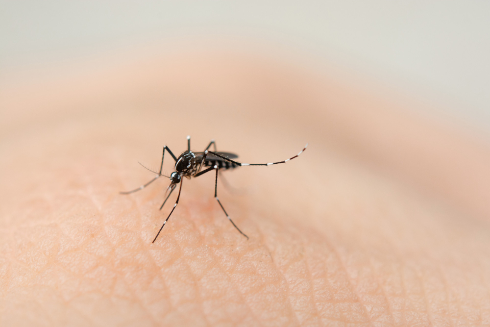 close up mosquito sucking blood from human skin